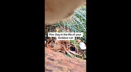 Day in the life of snowy exploring trying to look for a friend