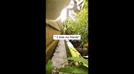 Day in the life of Snowy encountering a fox