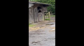 Stallion Causes a Commotion