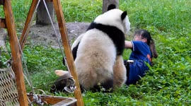 Pandas playfully overpower keeper making biting gestures
