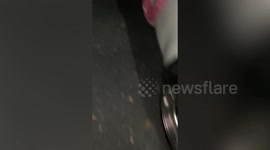 Stray cat drowning in clay jar with water rescued