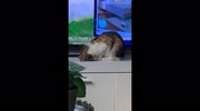 temp