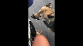 Clingy dog tags along by biting motorcycle rider's leg