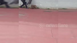 Spain: Baby Owl Rescued by Police at Local Institute in Madrid