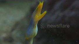 The enigmatic ribbon eel in its aquatic realm