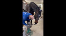 Farrier Has a New Apprentice