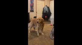 Golden Retriever Quivers At Lost Toy