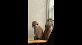 Meerkat too drowsy to stand and falling off table