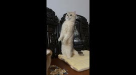 Chinese kitten stands at attention to national anthem