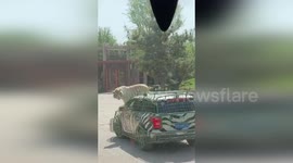 Lazy tiger hitches a lift on car bonnet around safari park