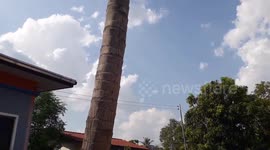 Falling coconut tree crushes boy, 5, to death at his home in Thailand