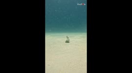 Living mosaic: Diver encounters a school of striped catfish in perfect harmony