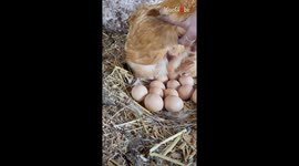 Woman super proud of the hen on her farm after meeting her adorable baby chicks
