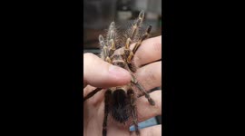 Arachnophobes look away! Pet owner strokes oriental birdcatcher spider