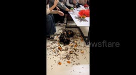 China: Puppy covered in peanut shells snoozes in Guangdong