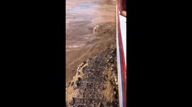 Nail-biting scene as huge alligator swims along tourist boat in Colombia