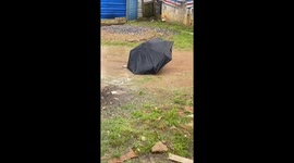 Smart dog uses umbrella to stay dry on rainy day