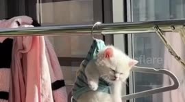 Old woman 'hangs' kitten to dry on clothes rack after its bath