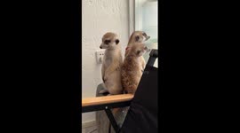 Sleeping meerkat nods off while two other keep guard