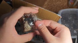 Shopper unboxes rare tropical spider in China
