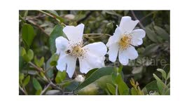 الازهار البيضاء تنمو عشوائيا في الغابات وبين الاشجار والاحراش