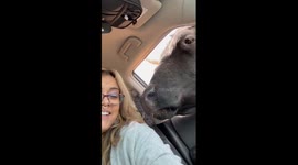 Curious cow at Lazy 5 Ranch, North Carolina!