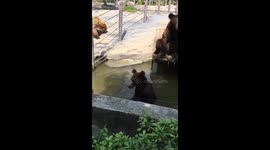 Zoo-goer suspects human-like bear actually person in disguise in China