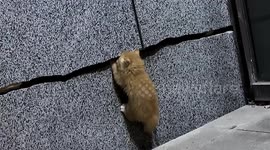 小猫咪意外从墙缝掉出 缝隙里猫妈妈焦急地伸手解救