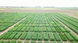 Chinese agricultural technology helps with oilseed harvesting in Pakistan