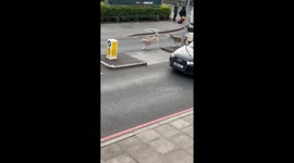 Chaos as on-the-run huskies ALMOST get hit by car as they dash down London road