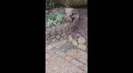 Clever capuchin: Monkey masters tool use for nut cracking