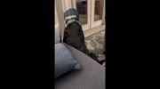 temp