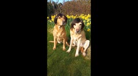 I bought wigs for my two dogs, Sunny and Sky and they look so funny.