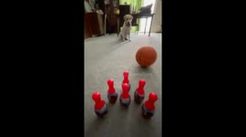 Dog strikes: pin-perfect roll!