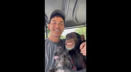 Cuddle buddies: man, dog, and chimpanzee find harmony in Miami
