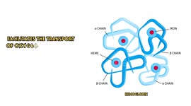 Anemia Diet - Foods Rich In Iron For Anemia |Richest Food Sources Of Iron