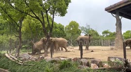 African elephants caught in fierce brawl at Shanghai Wildlife Park