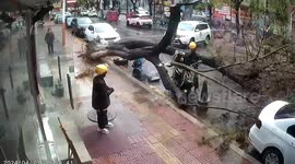 Delivery drivers narrowly dodge falling tree in China