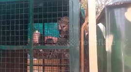 Leopard falls into well while searching for water in western India, rescued