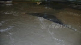 USA: Water Main Break Floods Backyard and Garage