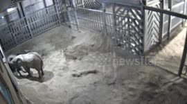 Two elephants caught on CCTV 'cuddling' before falling asleep