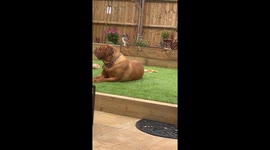 Big Dog Doesn't Want to Play