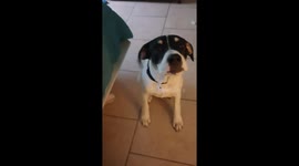 Doc wasn't happy that he couldn't have more treats (specifically cheese balls)