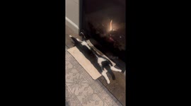 Bowtie-Wearing Cat Relaxes by the Fireplace