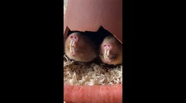 Mole Teeth Chatter At Mealtime