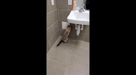 Escape Artist Cat Removes Wall Panel to Visit Neighbors