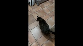 Cat startled and slips in hilarious video