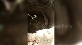 Fire officials rescue Nilgai after it falls into well in northern India
