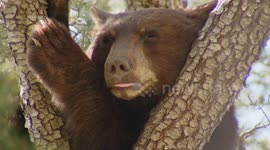 USA: Black Bear Roaming Neighborhood in Castaic, LA