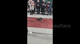 China: Giant wild rats CAPTURED in Hanzhong, Shaanxi